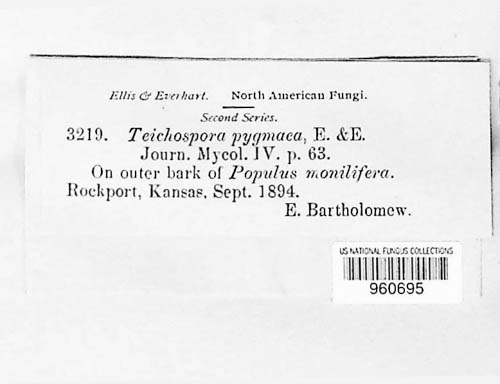 Pleospora pygmaea image